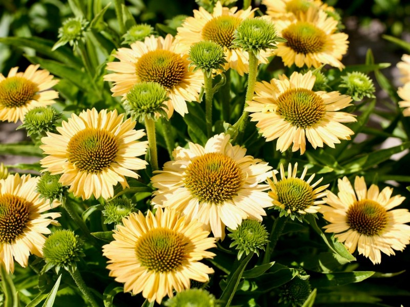 Echinacea Meditation Lime®