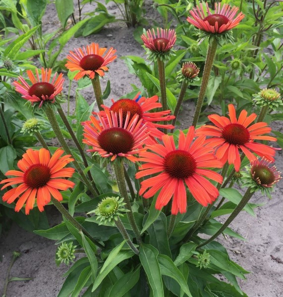 Echinacea Sensation Orange®