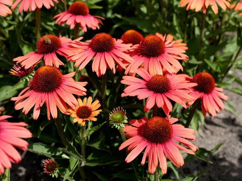 Echinacea Sensation Orange®