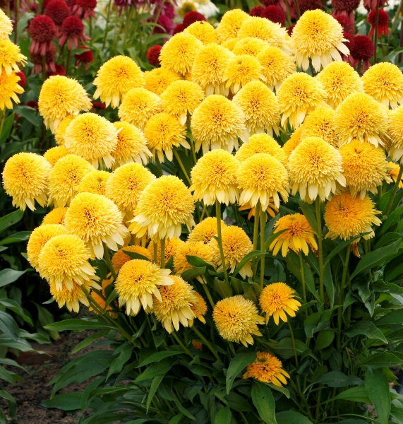 Echinacea CARA MIA™ Yellow