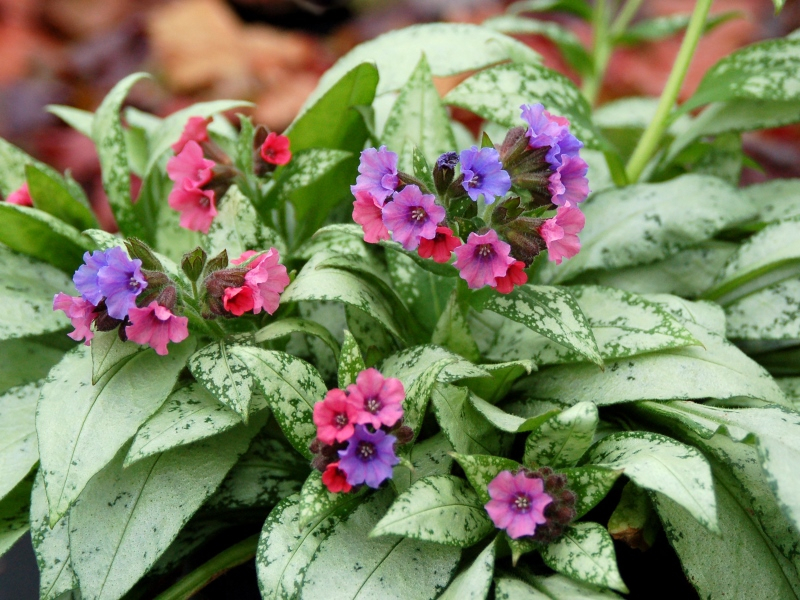 Pulmonaria Silver Bouquet