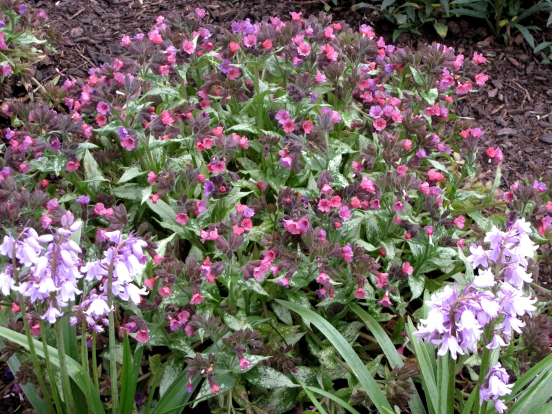 Pulmonaria Silver Bouquet