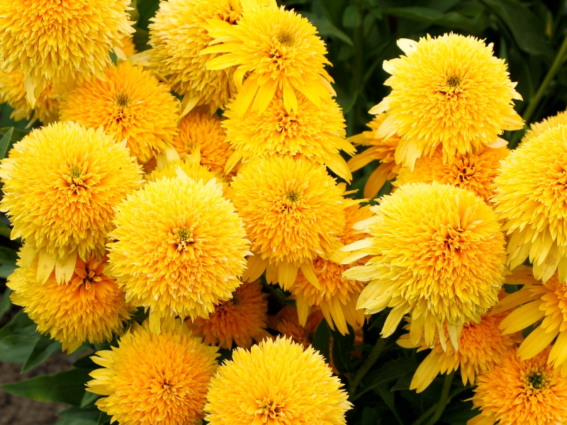 Echinacea CARA MIA™ Yellow