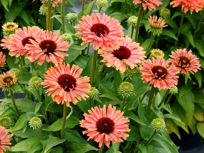 Echinacea FRESCO™ Apricot