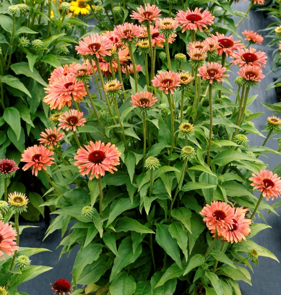 Echinacea FRESCO™ Apricot