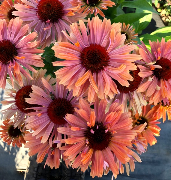 Echinacea FRESCO™ Apricot