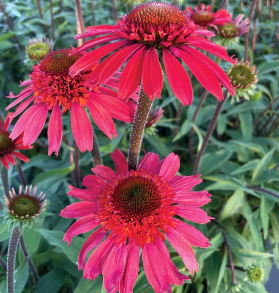 Echinacea CARA MIA™ Spicy