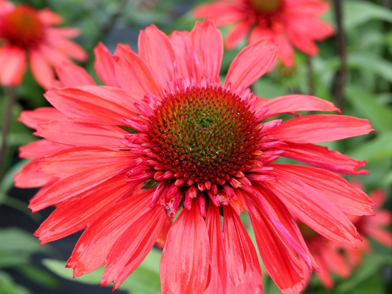 Echinacea CARA MIA™ Spicy