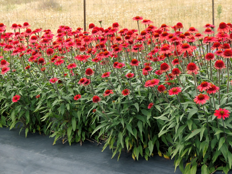 Echinacea CARA MIA™ Spicy