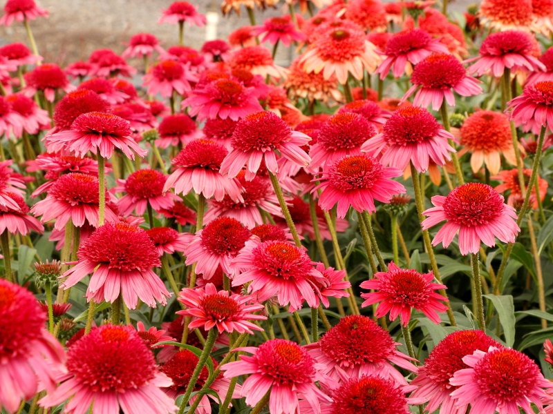 Echinacea CARA MIA™ Carmine