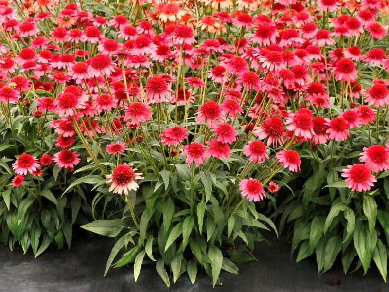 Echinacea CARA MIA™ Carmine