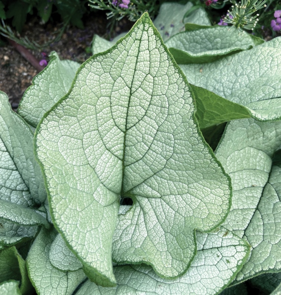 Brunnera Alexandria