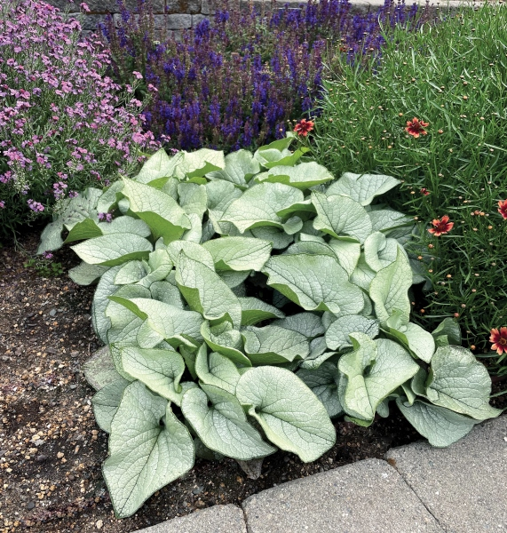 Brunnera Alexandria