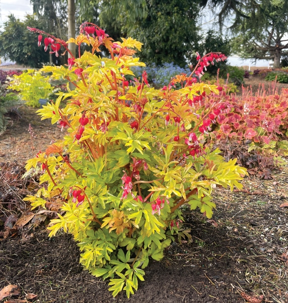 Dicentra Ruby Gold