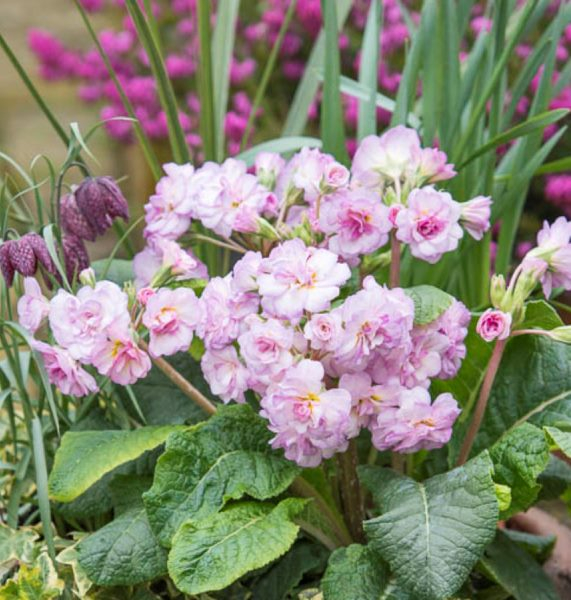 Primula Pretty Polly Soft Pink