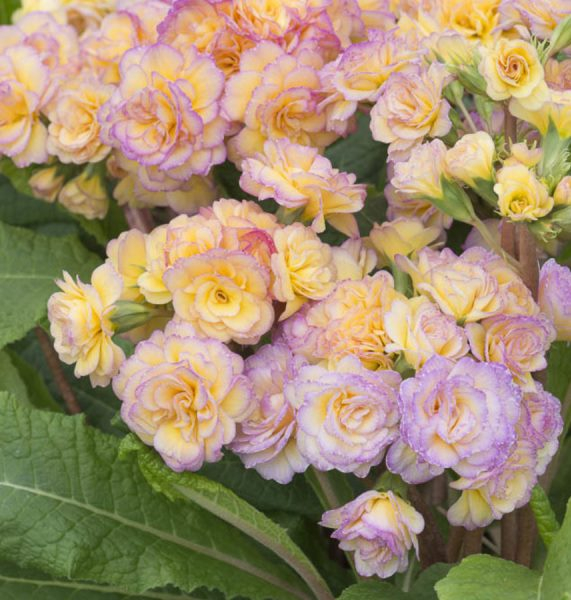 Primula Pretty Polly Blushing Peach