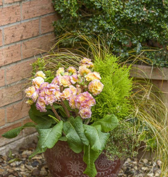 Primula Pretty Polly Blushing Peach