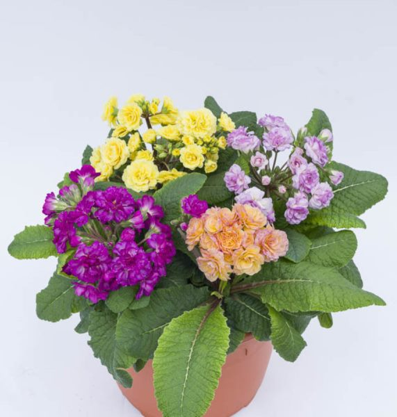 Primula Pretty Polly collection