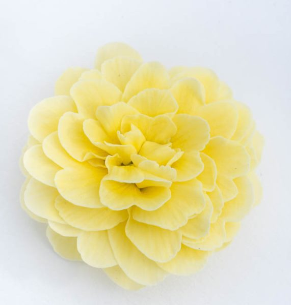 Primula Pretty Polly Buttercream