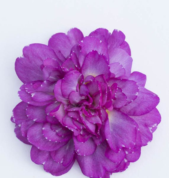 Primula Pretty Polly Deep Lilac