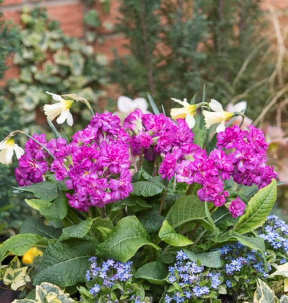 Primula Pretty Polly Deep Lilac