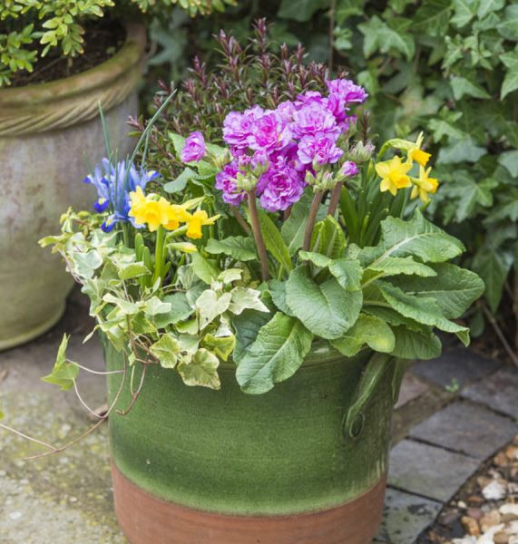 Primula Pretty Polly Deep Lilac