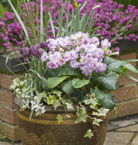 Primula Pretty Polly Soft Pink