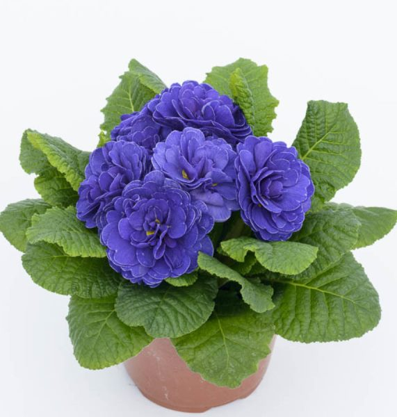 Primula Prima Belarina Ocean Blue