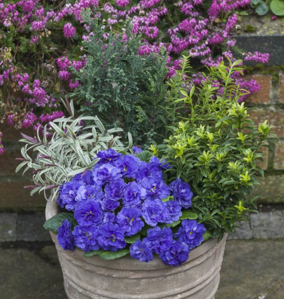 Primula Prima Belarina Ocean Blue