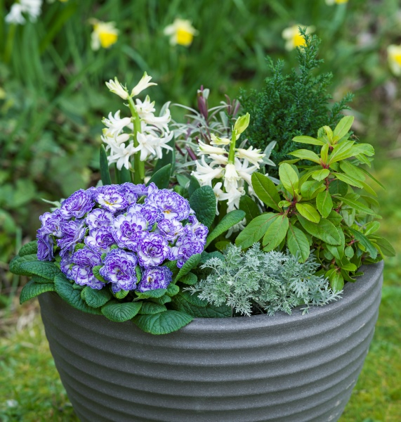 Primula Belarina Blue Ripples