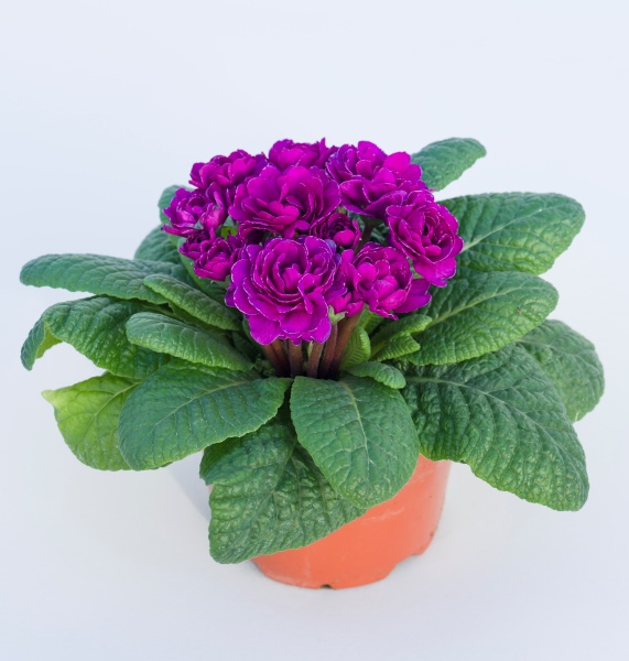 Primula Belarina Purple Diamond