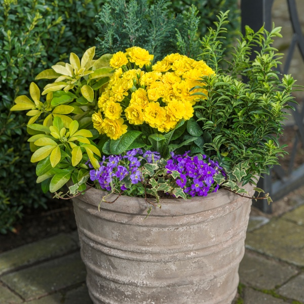 Primula Pollyanna Sunny Yellow