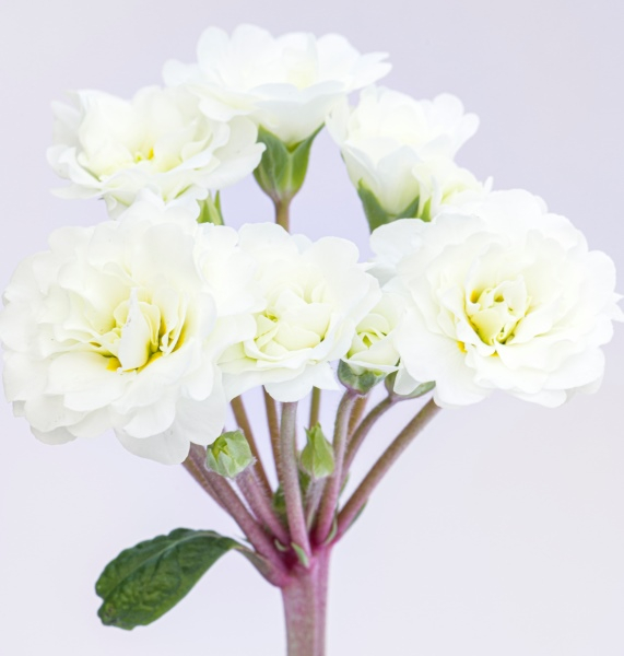 Primula Pollyanna Frosty White