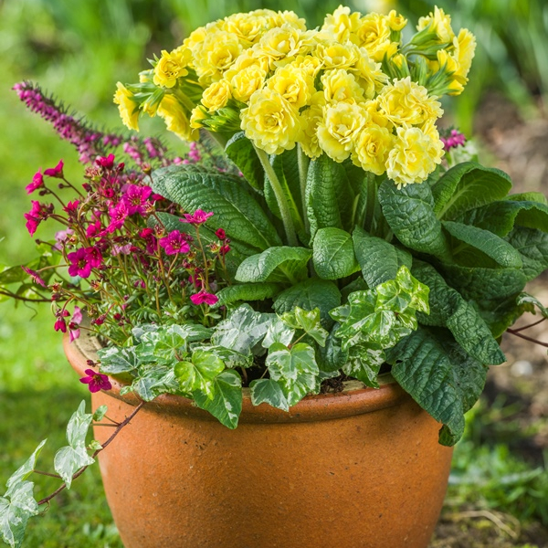 Primula Pollyanna Fresh