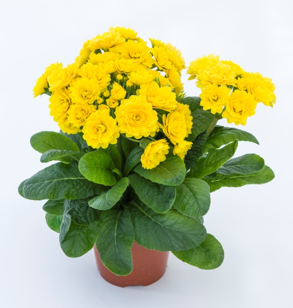 Primula Pollyanna Sunny Yellow