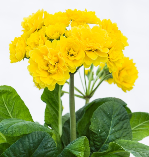 Primula Pollyanna Sunny Yellow