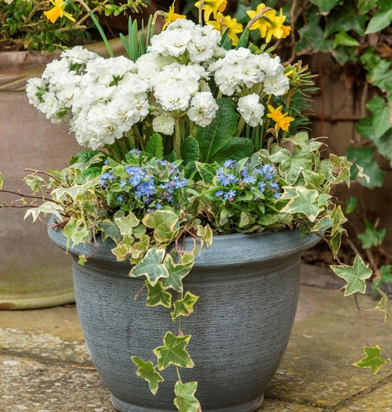 Primula Pollyanna Frosty White