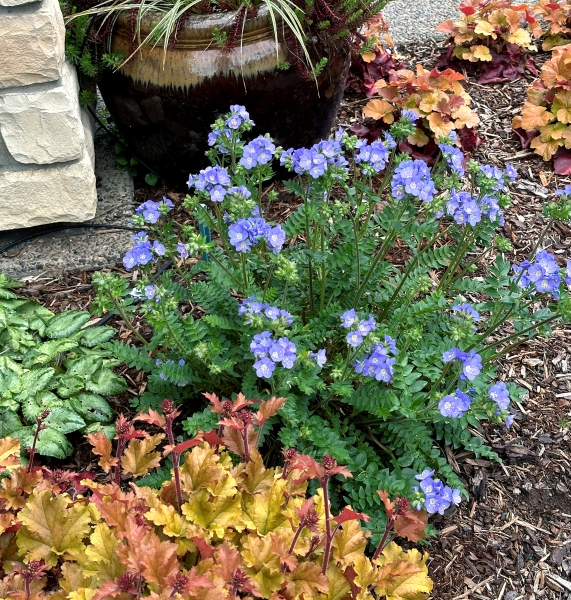 Polemonium Hurricane Ridge