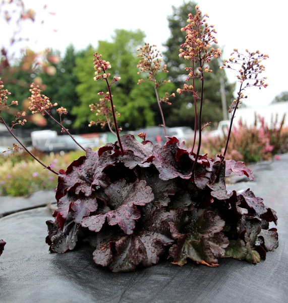 Heuchera Rosewood
