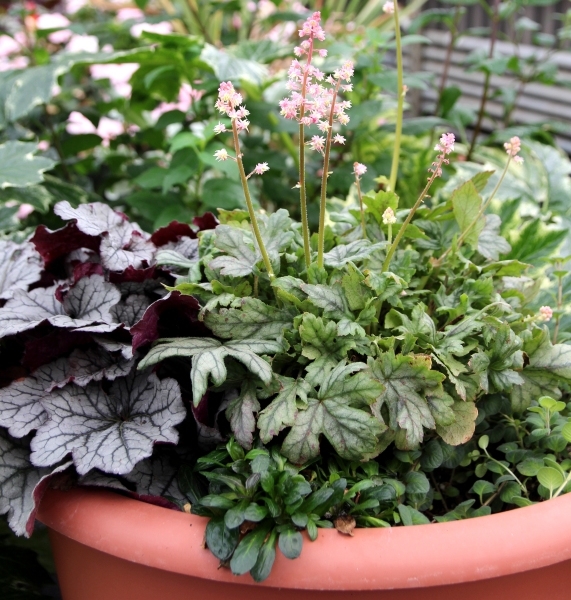 Heucherella Pink Stardust