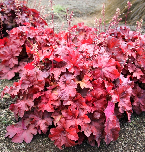 Heuchera Testarossa