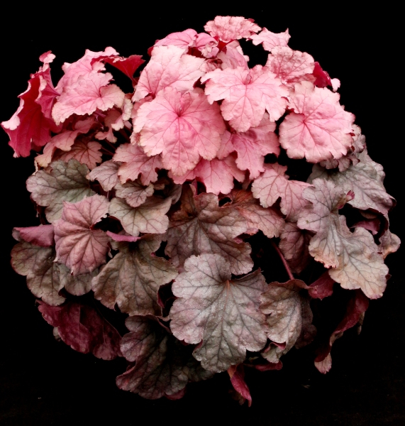 Heuchera Iridescent