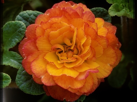 Primula Belarina Nectarine