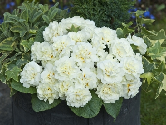 Primula Belarina Cream