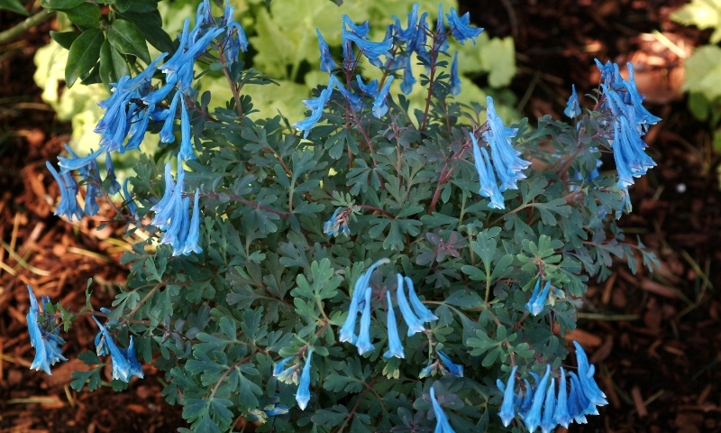 Corydalis Blue Heron