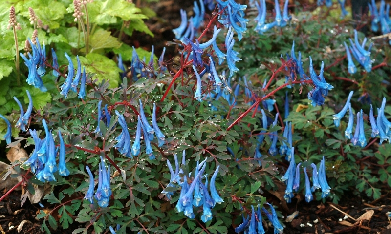 Corydalis Blue Heron