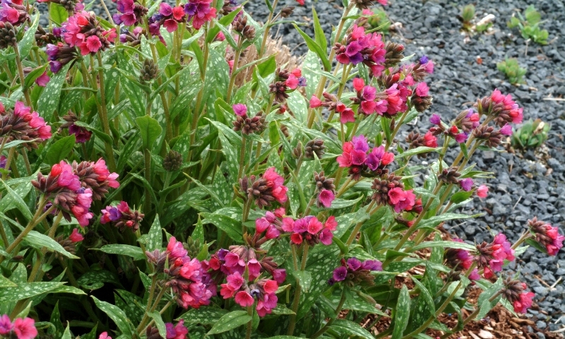 Pulmonaria Raspberry Splash