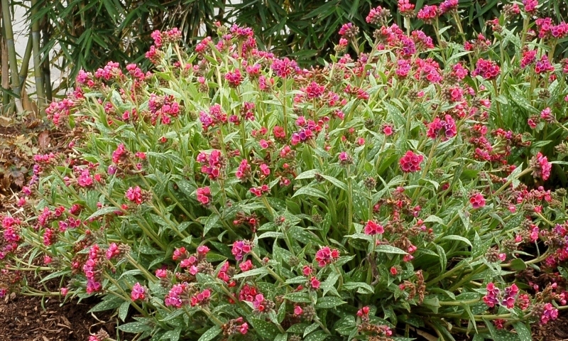 Pulmonaria Raspberry Splash