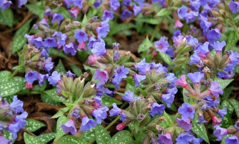 Pulmonaria Trevi Fountain 