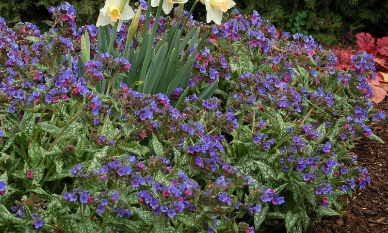 Pulmonaria Trevi Fountain